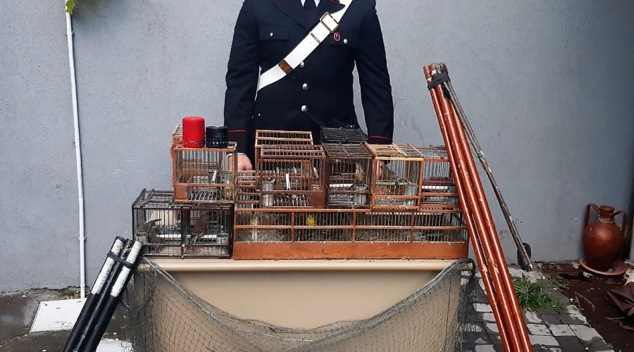 Catturavano cardellini per rivenderli al mercato nero: arrestati un acese e un catenoto