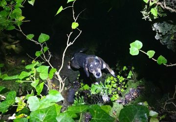 Piano Tavola, Vvf salvano un cane caduto accidentalmente in una grotta