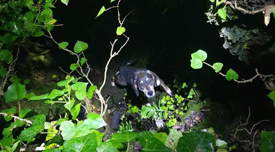 Piano Tavola, Vvf salvano un cane caduto accidentalmente in una grotta