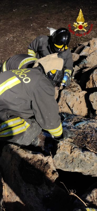 Valverde, i Vigili del Fuoco salvano un gattino rimasto incastrato