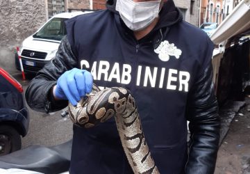 Recuperato un Pitone Reale da un tombino a Catania