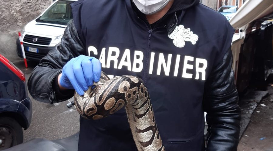 Recuperato un Pitone Reale da un tombino a Catania
