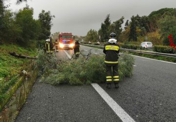 Maltempo, rimozione di un albero caduto sulla A18