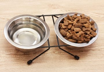 Come scegliere la giusta ciotola per il tuo cane