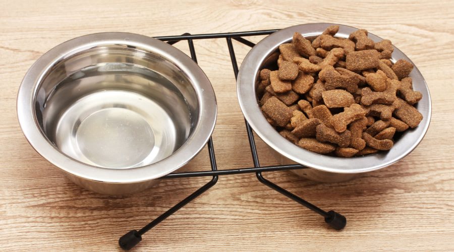 Come scegliere la giusta ciotola per il tuo cane