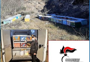 Carabinieri ritrovano 46 arnie con api rubate a Zafferana