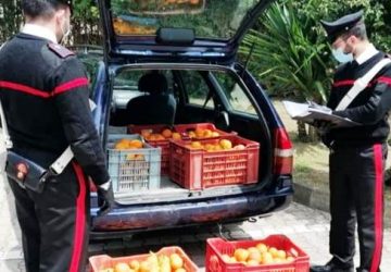 Catania, presi con le arance nel sacco: due denunciati