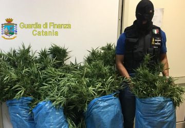 Piantagione "domestica" di marijuana: arrestato pluripregiudicato