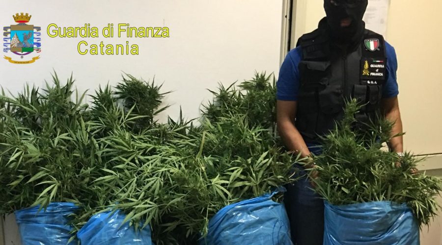 Piantagione “domestica” di marijuana: arrestato pluripregiudicato