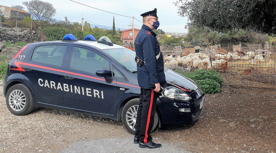 Acireale, sequestrato allevamento con annesso caseificio entrambi totalmente abusivi