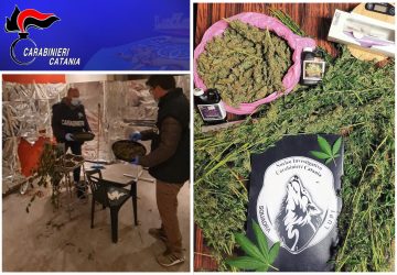 Catania, arrestato dai &ldquo;Lupi&rdquo; un coltivatore domestico di marijuana