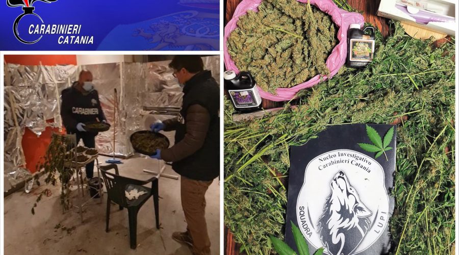 Catania, arrestato dai “Lupi” un coltivatore domestico di marijuana