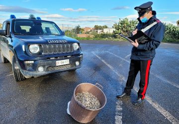 Palagonia, sequestrati 30 Kg di prodotti ittici non tracciati: denunciato ambulante abusivo