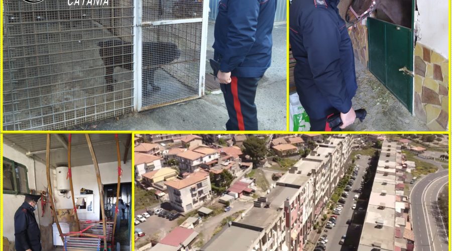 Catania, denunce, sequestri e sanzioni nel quartiere Galermo – Trappeto Nord