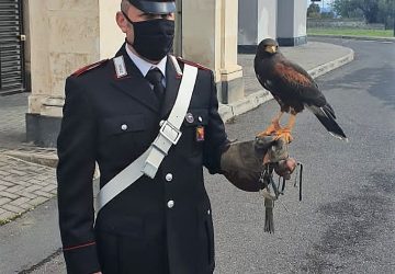 Catturato il rapace che aveva attaccato dei bambini di un asilo ad Aci Castello