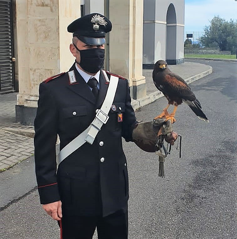 Catturato il rapace che aveva attaccato dei bambini di un asilo ad Aci Castello