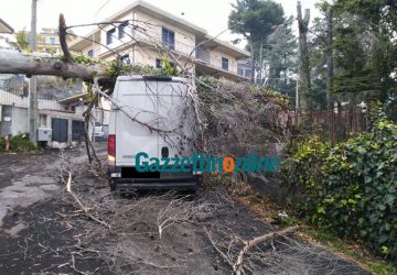Zafferana, il forte vento spezza un albero che precipita su un furgone