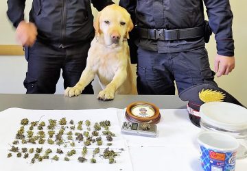 Mascali, ancora un colpo allo spaccio: Ivan scova &ldquo;l&rsquo;erba&rdquo;, un arresto in via Pietralonga