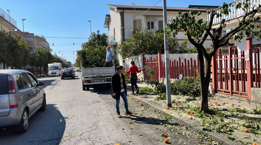 Riposto, al via la potatura di oltre un centinaio di alberi di arancio amaro