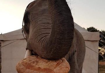 &ldquo;Un ruggito di aiuto dagli animali dei circhi siciliani&rdquo;: l'appello per la raccolta di cibo VIDEO