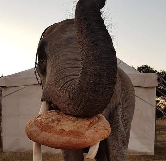 “Un ruggito di aiuto dagli animali dei circhi siciliani”: l’appello per la raccolta di cibo VIDEO