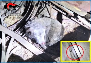 Linguaglossa, liberati dalla stalla-lager due cani meticci: denunciato il proprietario