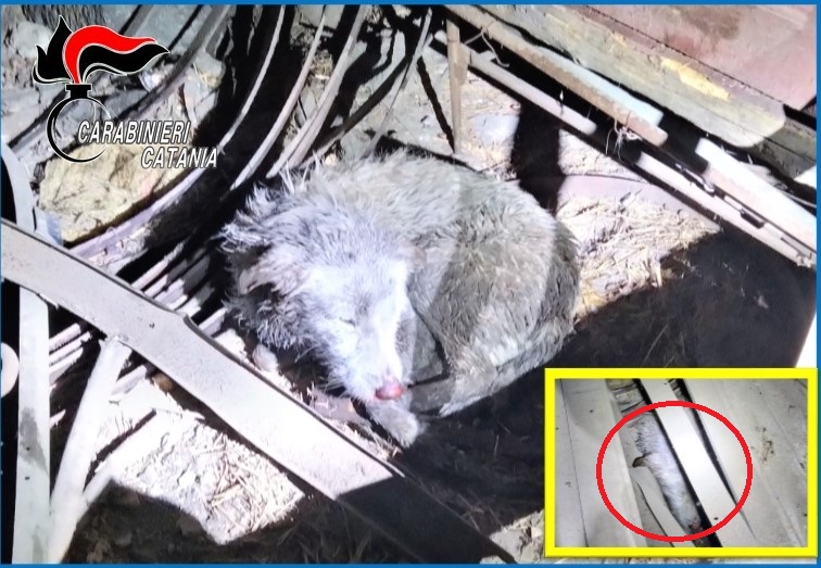 Linguaglossa, liberati dalla stalla-lager due cani meticci: denunciato il proprietario