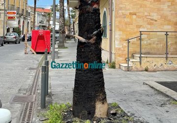 Riposto, quattro palme incendiate in centro: solo vandalismo? Indagini dei Cc