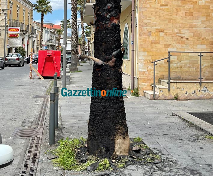 Riposto, quattro palme incendiate in centro: solo vandalismo? Indagini dei Cc