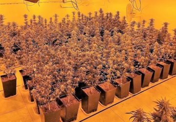 Catania, sequestrata piantagione di &ldquo;skunk&rdquo;: arrestati i due coltivatori