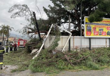 Giarre, precipita un pino che danneggia cartellonistica pubblicitaria