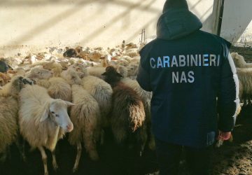 Sequestrato dal Nas dei Carabinieri un allevamento a Scordia