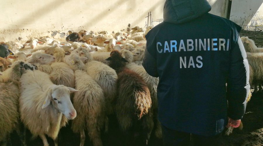 Sequestrato dal Nas dei Carabinieri un allevamento a Scordia
