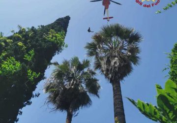 Giardiniere scivola dalla cima di una palma e resta bloccato a 12 metri di altezza. Soccorso dai Vvf