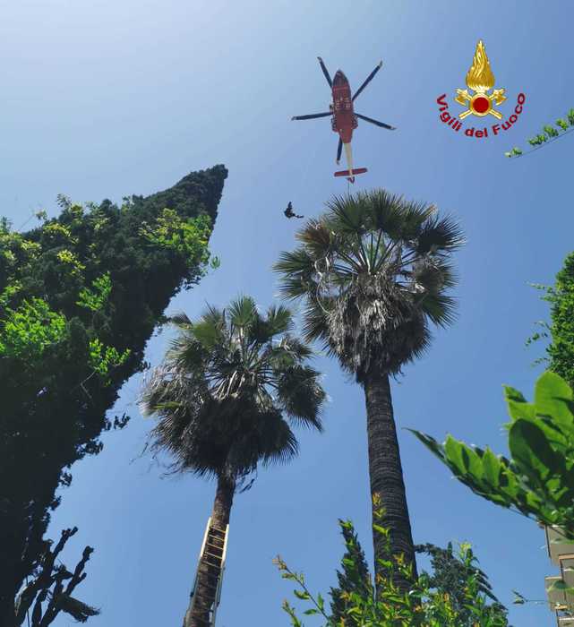 Giardiniere scivola dalla cima di una palma e resta bloccato a 12 metri di altezza. Soccorso dai Vvf