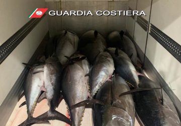Catania, la Guardia Costiera sequestra 22 esemplari di tonno rosso. Sanzioni per 5.000 euro