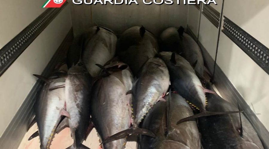 Catania, la Guardia Costiera sequestra 22 esemplari di tonno rosso. Sanzioni per 5.000 euro