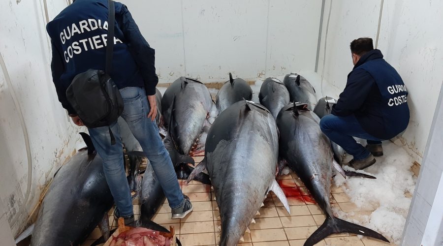 Guardia Costiera sequestra 1400 kg di Tonno rosso per un valore di circa 34.000 euro