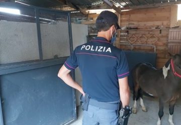 Corsa clandestina cavalli nel Catanese, 3 denunce. Sanzioni per 20.000 euro