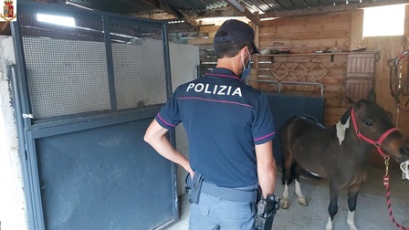 Corsa clandestina cavalli nel Catanese, 3 denunce. Sanzioni per 20.000 euro