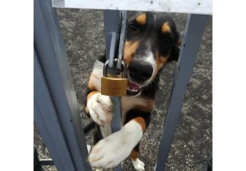 Mascali, rischia di essere sfrattato il cagnolino Pippo