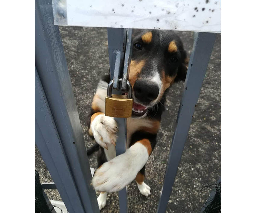 Mascali, rischia di essere sfrattato il cagnolino Pippo