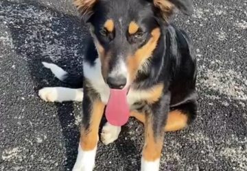 Mascali, cagnolino randagio "Pippo", l'assessore Portogallo:  "linea dura contro l'abbandono"