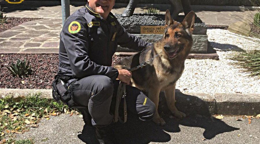 Il pastore tedesco “Zaro” dell’unità cinofila delle fiamme gialle etnee va in pensione