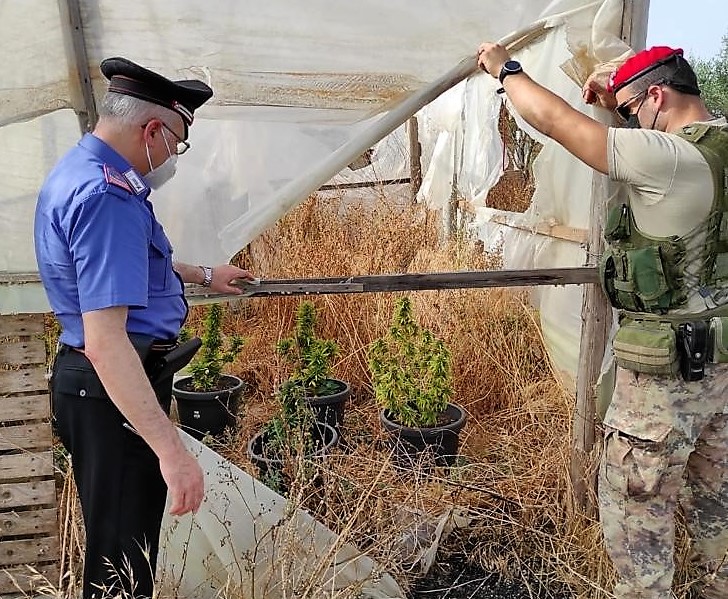 Caltagirone, tra le diverse colture i fratelli si dedicavano anche alla produzione di cannabis