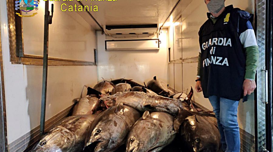 Le Fiamme Gialle di Catania sequestrano 3.300 kg di tonno rosso nel porticciolo di Ognina