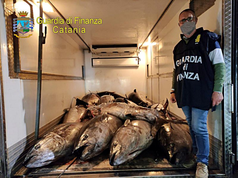 Le Fiamme Gialle di Catania sequestrano 3.300 kg di tonno rosso nel porticciolo di Ognina