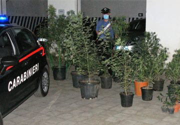 Acireale, fermato &ldquo;giardiniere&rdquo; dedito alla produzione di canapa indiana