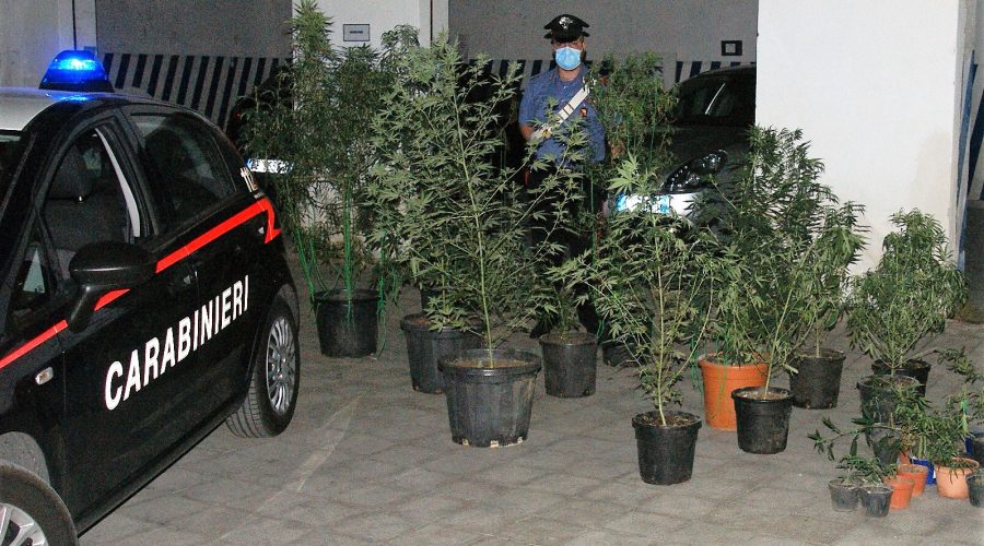 Acireale, fermato “giardiniere” dedito alla produzione di canapa indiana