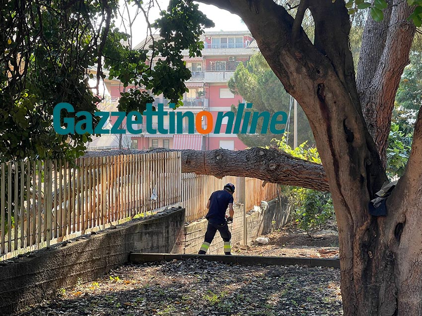 Giarre, ramo di pino precipita a terra. Intervento dei VvF